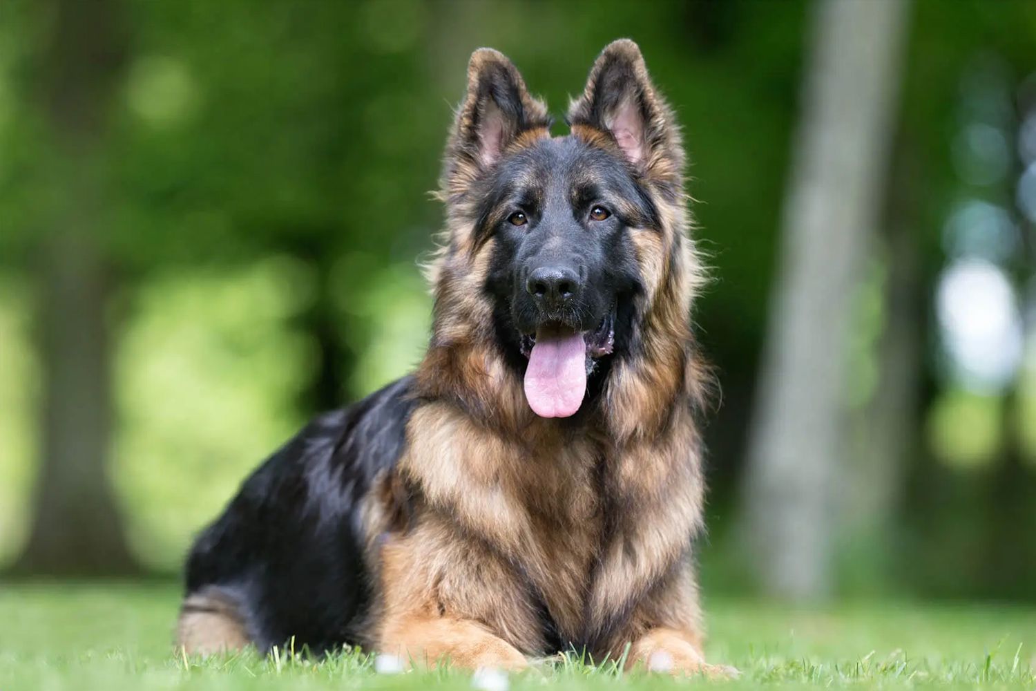 German Shepherd 